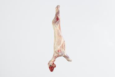 Suckling lamb carcass