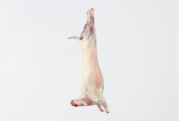 Lamb carcass