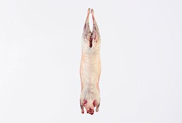 Sheep carcass older tan 12 months, half meat