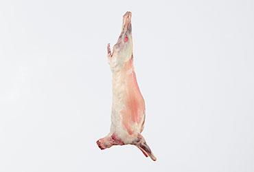 Carcasse di ovino di oltre 12 mesi metà carne