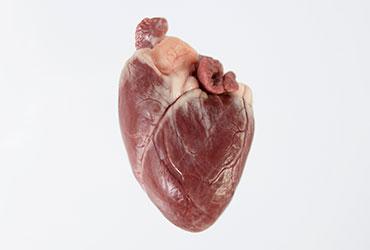 Cuore d'agnello