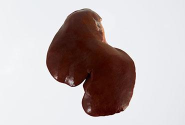 Sheep liver