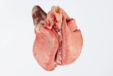 Sheep lung